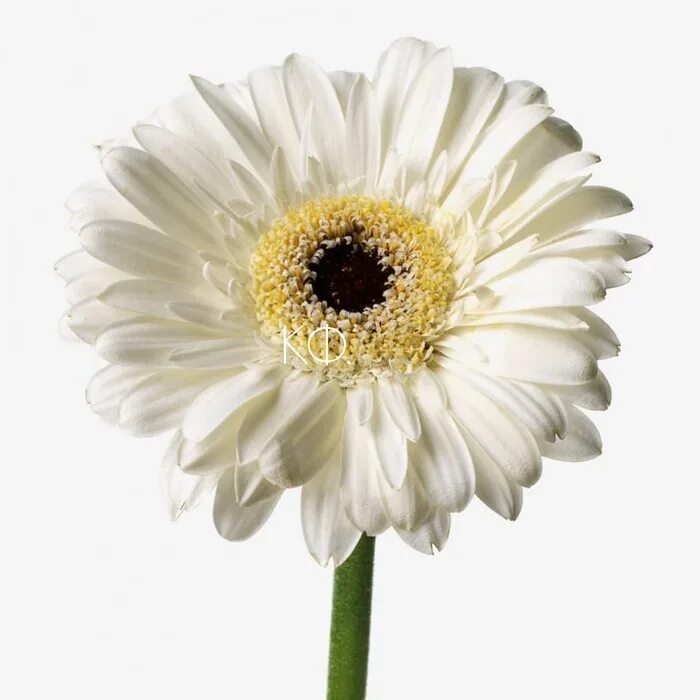 гербера пастини. гербера махровая. белые герберы. белые герберы букет. белые герберы.
