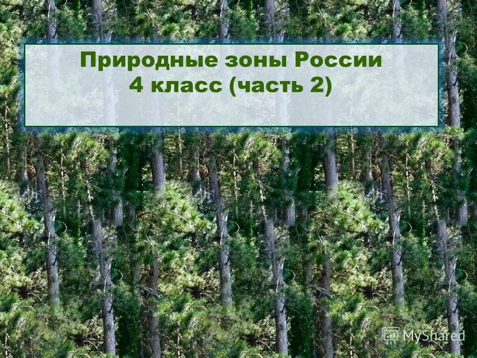 Природные зоны 5 класс презентация. Зона лесов 4 класс. Имена связанные с лесом.