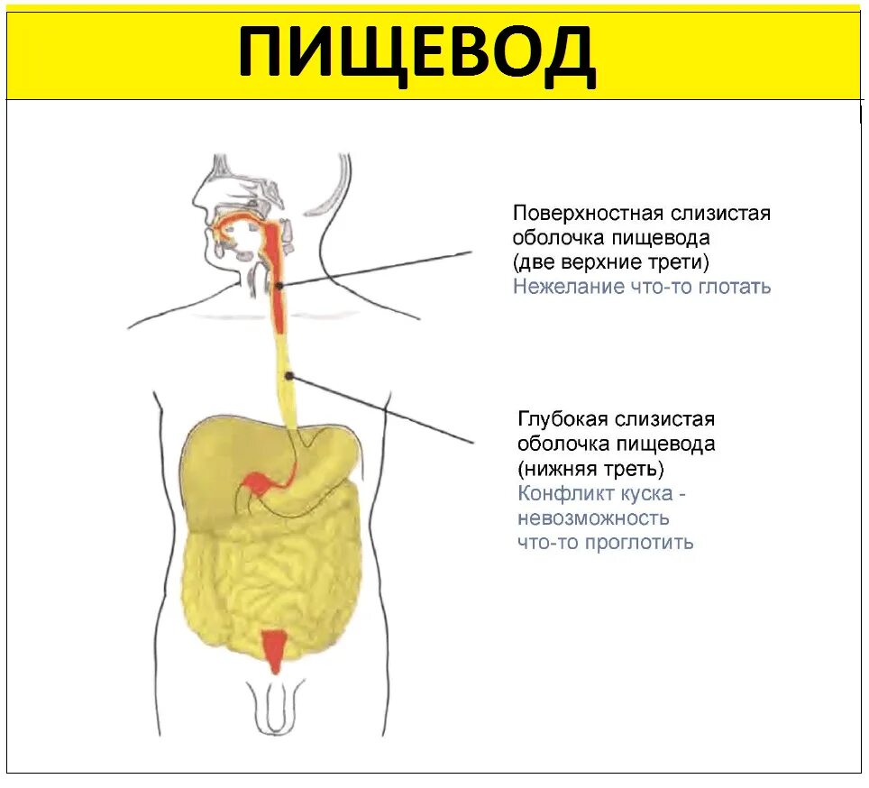 Грыжа пищевода психосоматика причины заболеваний. Где находится пищевод у человека. Строение пищевода. Расположение пищевода у человека.