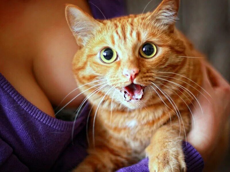 Почему коты молчат. Прикольный рыжий кот. Смешные рыжие коты с надписями. Наглый рыжий кот. Любопытная кошка.