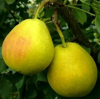 Вкус груши