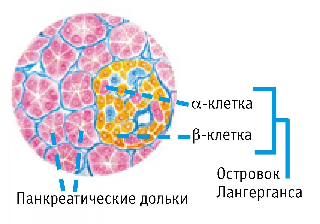 Альфа клетки островков лангерганса. Клетки островков Лангерганса поджелудочной железы. Бета клетки островков Лангерганса. Строение поджелудочной железы островки Лангерганса.