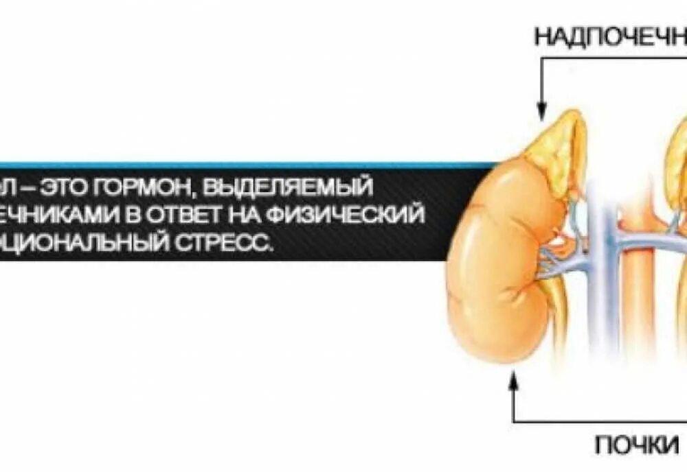 Болят ли надпочечники. Гормоны надпочечников кортизол. Надпочечники и стресс. Почки и надпочечники. Надпочечники воздействие на организм.