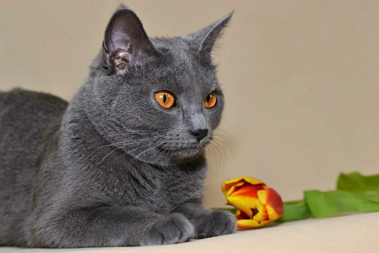 Французская кошка. Порода кошек шартрез. Порода кошек шартрез. Порода кошек шартрез. Картезианская кошка британец.