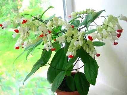 Клеродендрум комнатный уход