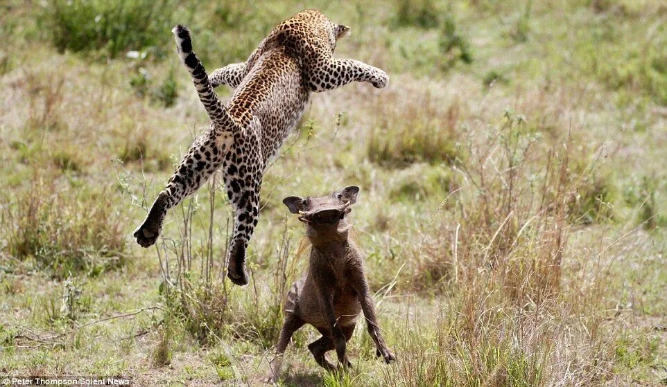 Capture animals