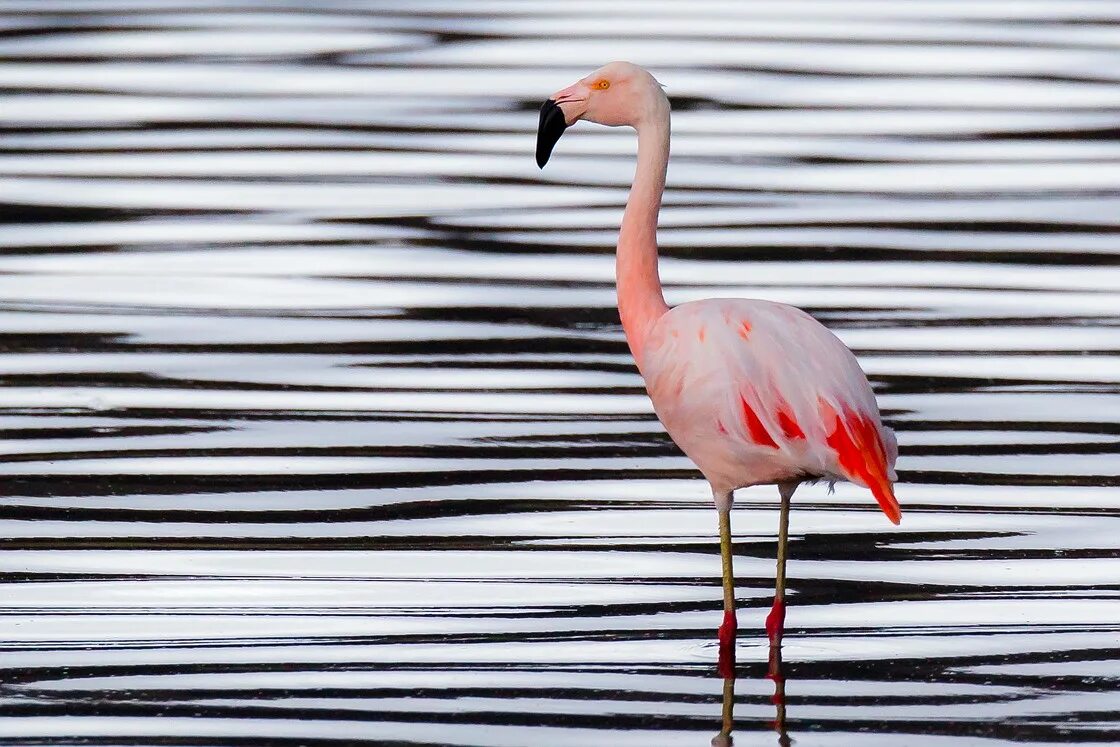 Iphone 14 pro flamingo