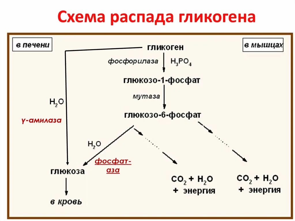 Схема распада. Мышцы гликоген схема. Схему реакций фосфоролитического распада гликогена. Синтез гликогена в печени схема. Схема мобилизации гликогена в мышцах.