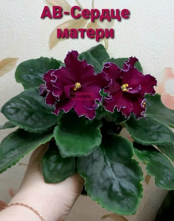 страна чудес раз раз раз. чтобы оставаться на месте нужно. страна чудес раз раз раз. нужно бежать со всех ног. чтоды оставатьчя на месте нало бежать.