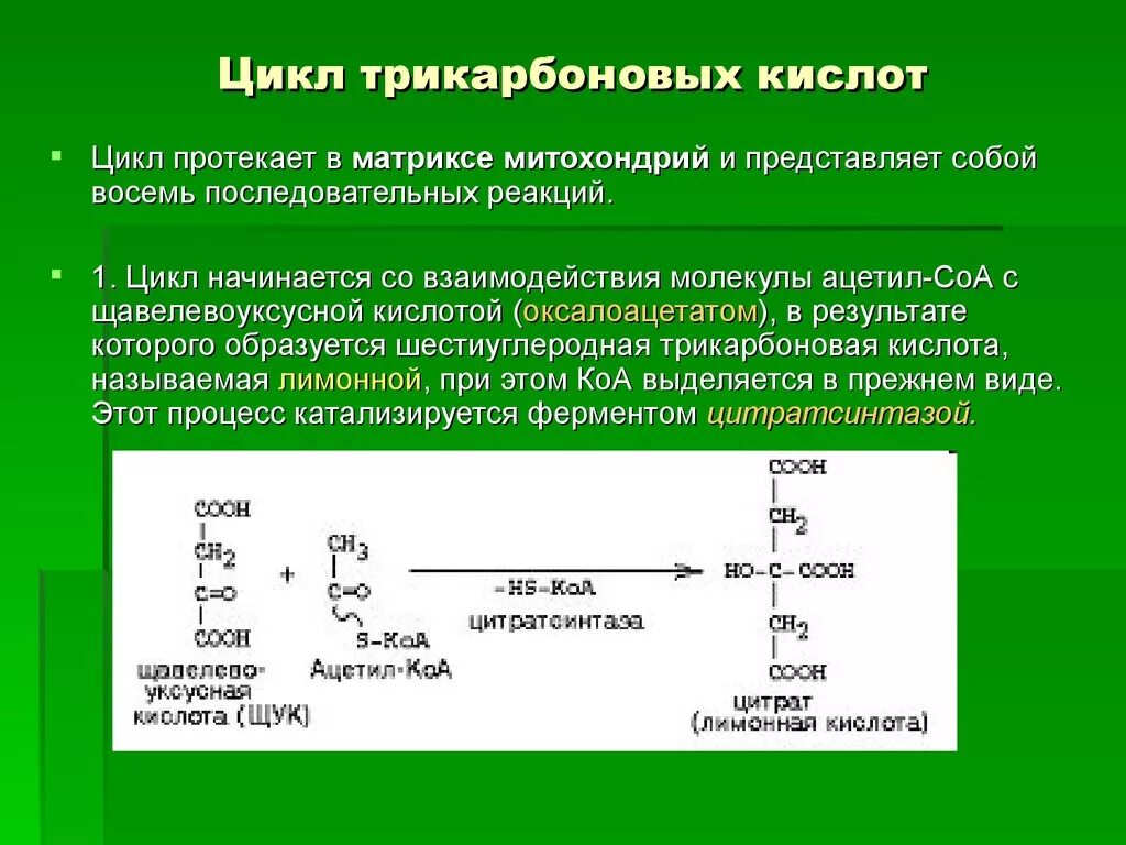 Конечные продукты цикла трикарбоновых кислот. Цикл трикарбоновых кислот (ЦТК). Цикл трикарбоновых к илот. Реакции трикарбоновых кислот. Суммарная реакция цикла трикарбоновых кислот