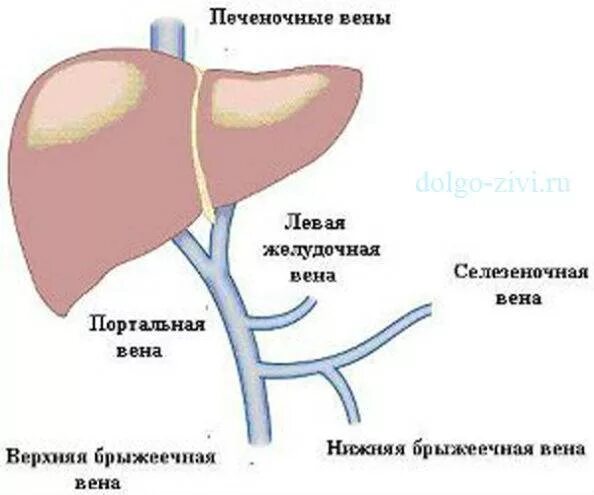 Воротная Вена печени анатомия схема. Печеночная Вена печени. Воротная Вена печени и печеночная Вена. Портальная система вен печени. Какая вена в печени