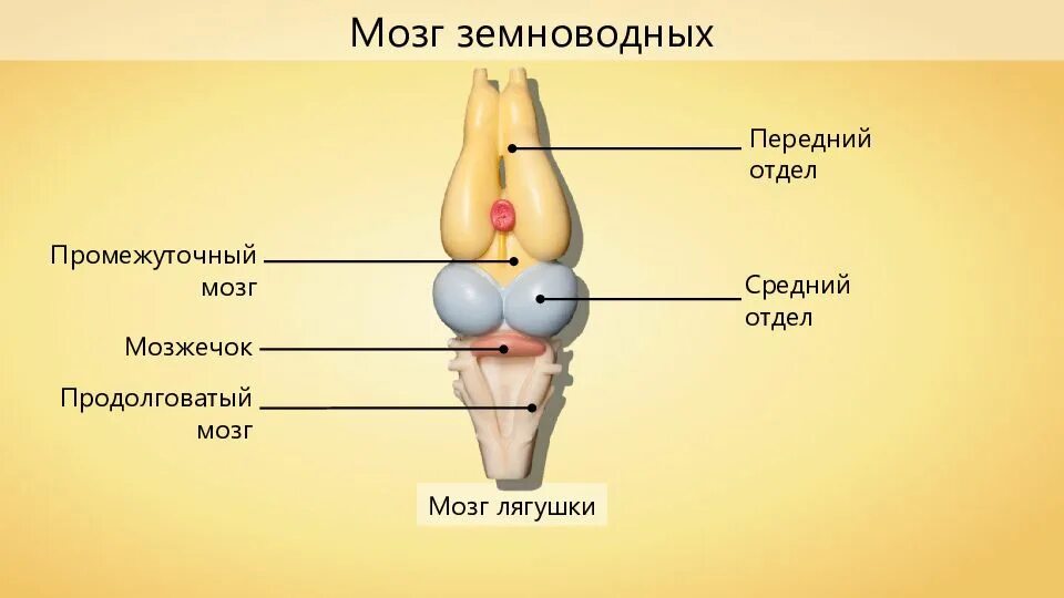 Отделы головного мозга лягушки. Головной мозг амфибий. головной мозг земноводных. отделы головного мозга земноводных.