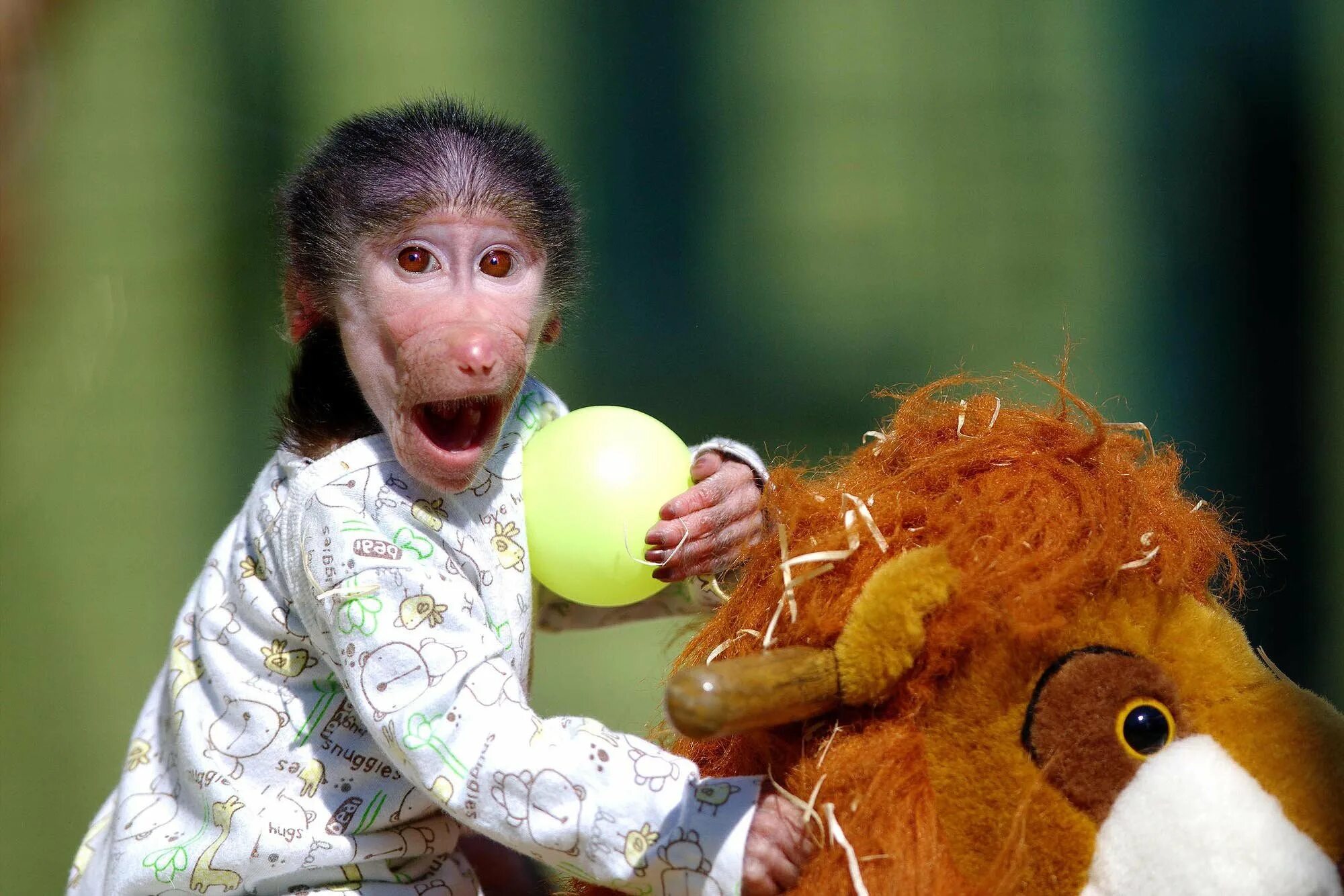 Обезьяны 1 класс. Обезьянка. Прикольные обезьянки. Веселая обезьяна. Маленькая обезьянка.