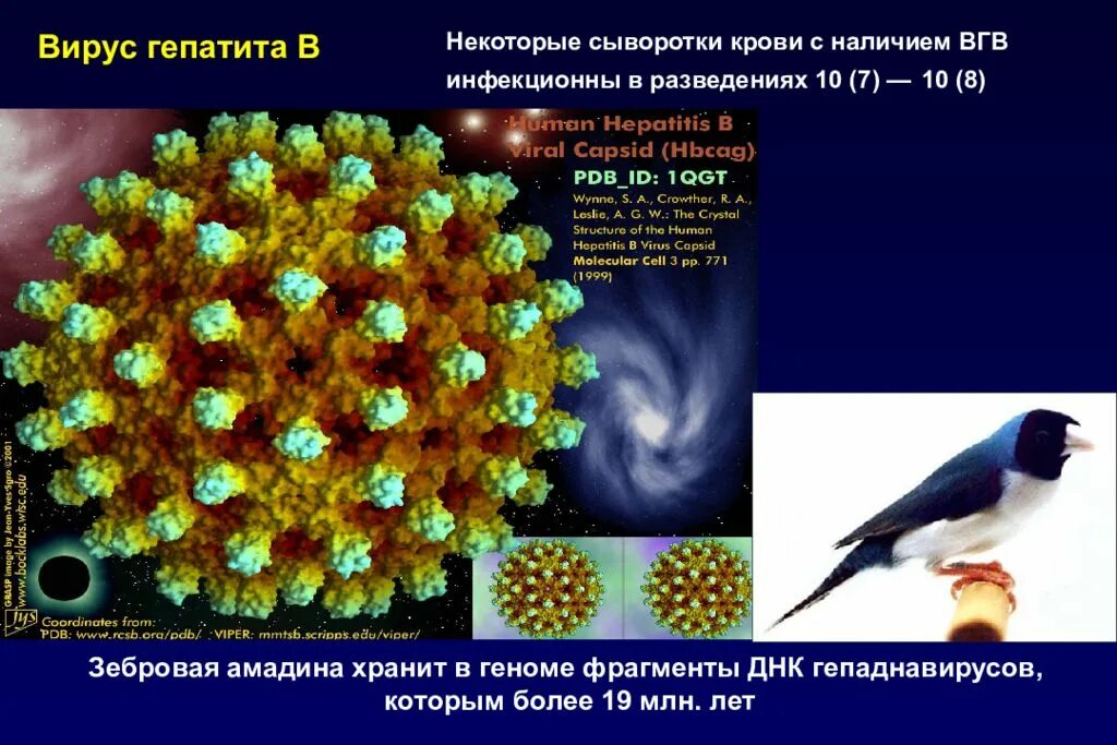 Лечение гепатита центр. Вирусный гепатит а клиника. Хронический вирусный гепатит клиника. Вирус гепатита а клиника. Клиника ВГВ.