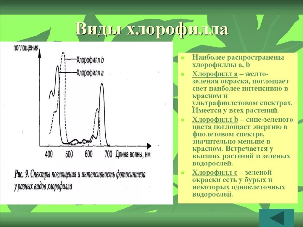 Впервые значение хлорофилла установил русский ученый. Спектр света поглощаемый хлорофиллом b. . Спектры поглощения хлорофиллов а и б. Спектры поглощения хлорофилла а и б. Спектр поглощения хлорофилла.