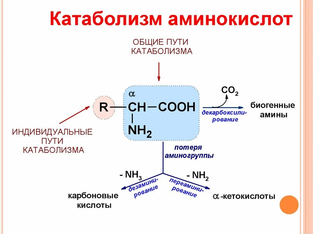 Общие пути метаболизма аминокислот. Общая схема катаболизма аминокислот. Общие пути катаболизма аминокислот биохимия. Катаболизм аминокислот до со2 и н2о. Основные этапы катаболизма аминокислот.