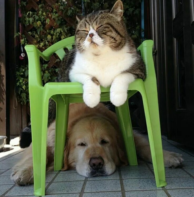 Пес сидит на коте. Собака под стулом. котик под стулом. кот сидит. щенок под стулом.