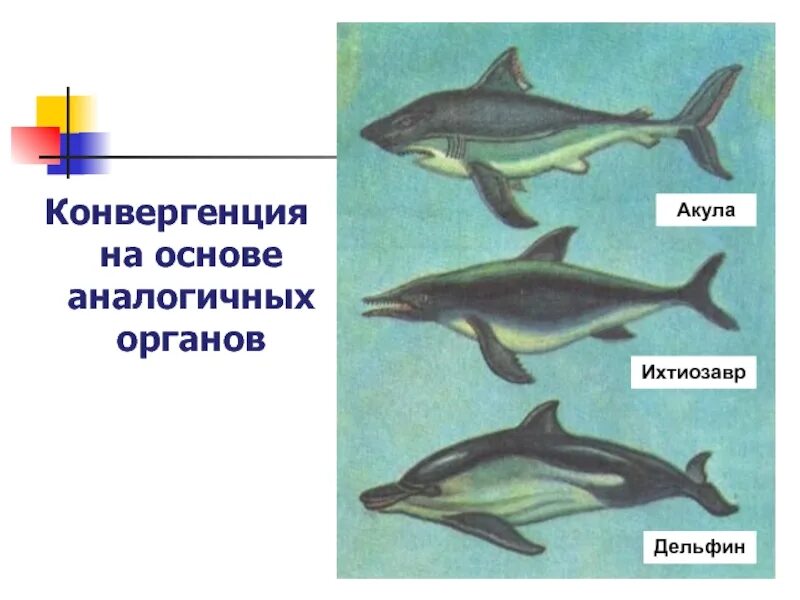 Дельфин Ихтиозавр конвергенция. Акула Ихтиозавр Дельфин. Форма тела дельфина. Конвергенция у животных. Тип конвергенции