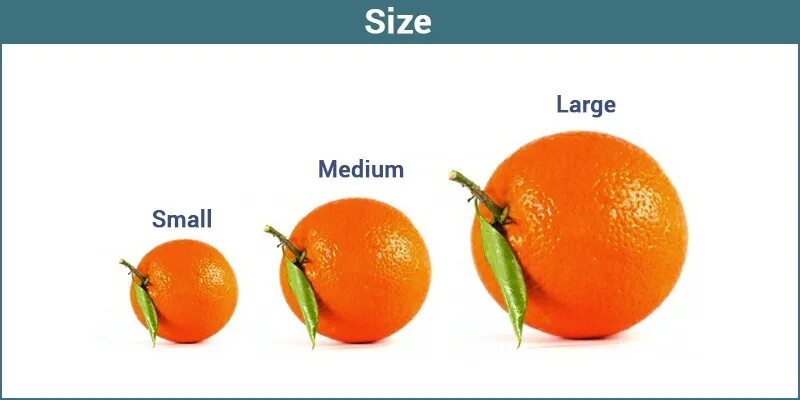 I am large size. Size слово. small medium large. слово сайз. l-large &quot;small&quot; и &quot;medium&quot;.