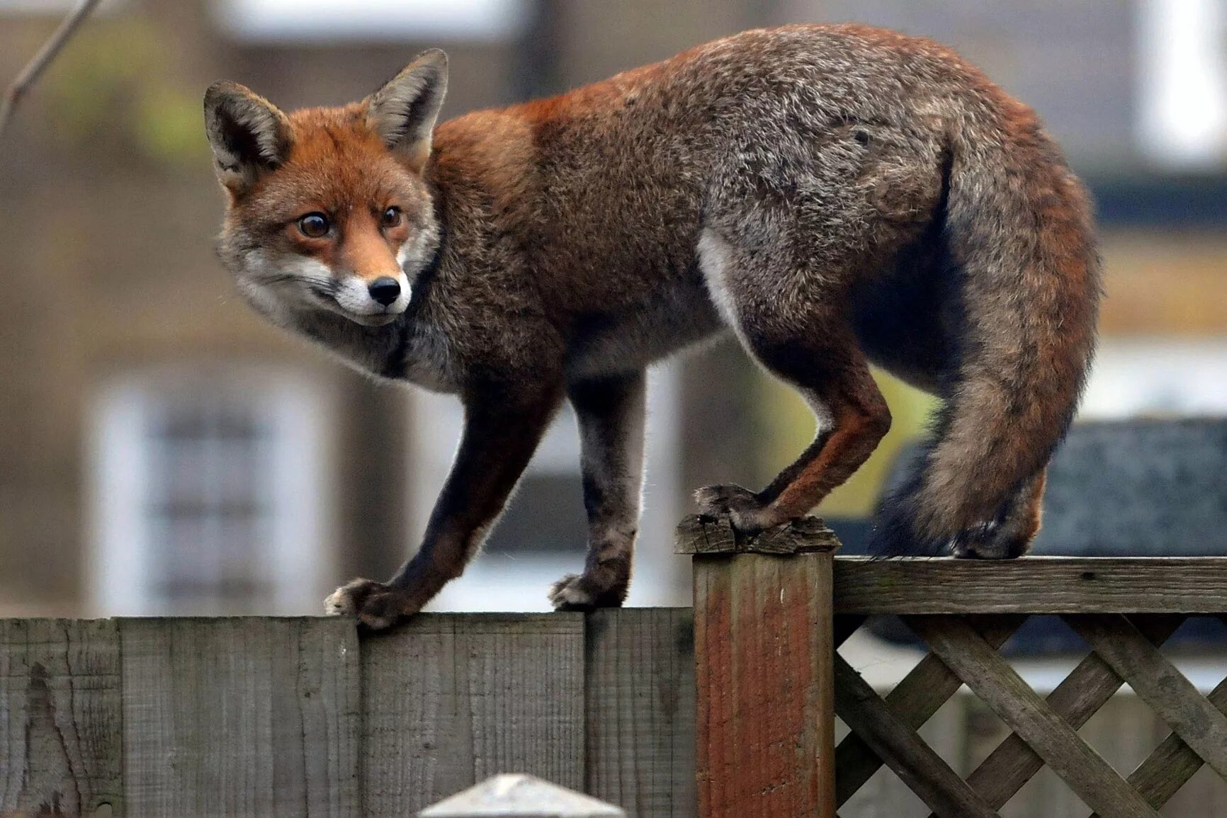 Foxes in London. Urban Fox. Animal Control Fox.