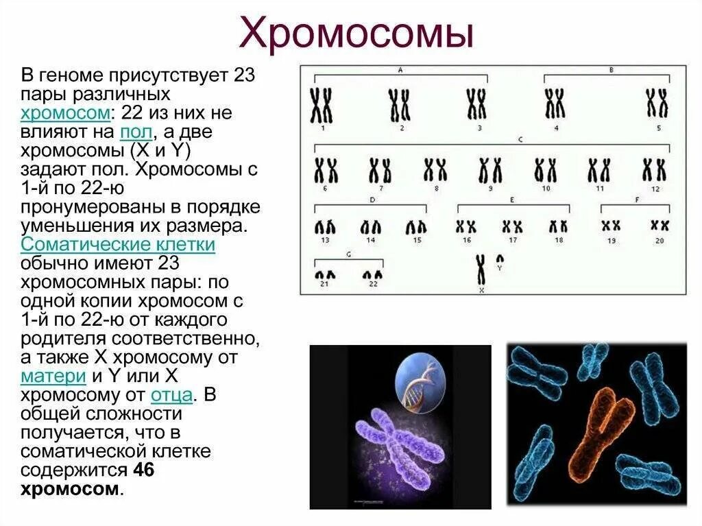 Появление дополнительной хромосомы