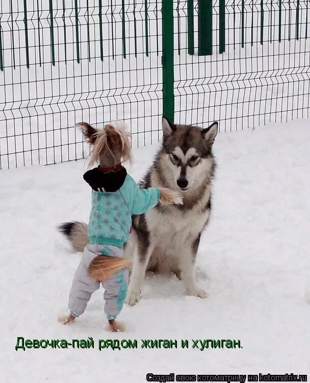 рядом жиган и хулиган. оксимирон и шок на коленях. приветствия братвы. рядом жиган и хулиган. жиган и джиган это разные люди мем.