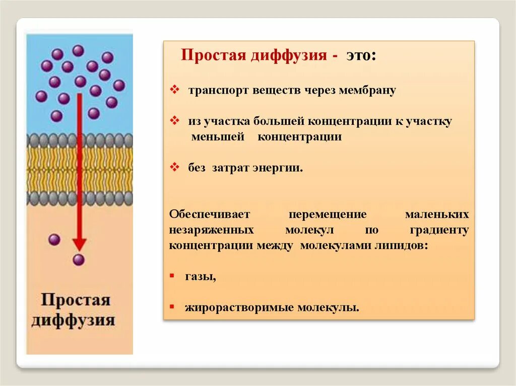 Транспорт веществ по градиенту концентрации. Облегченная диффузия по градиенту концентрации. Пассивный транспорт веществ простая и облегченная диффузия. Простая и облегченная диффузия. Передача во всех направлениях одинаково происходит