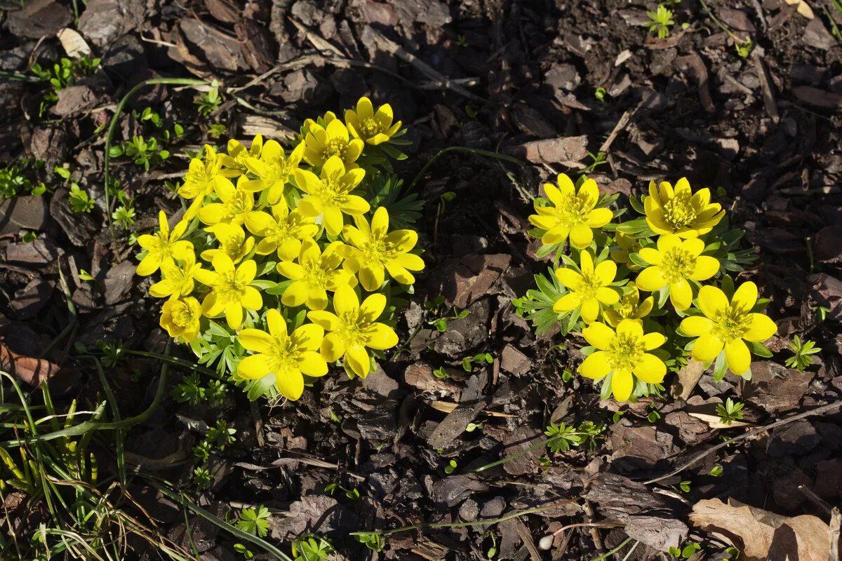 Желтые ранние цветы весной как называется. Весенние желтые первоцветы. Первоцвет весенний желтый цветок. Первоцвет Эрантис. Примула желтая первоцвет.
