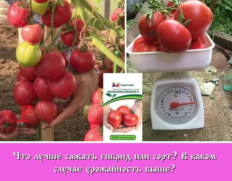 партнер томат гордость застолья f1. гибриды томатов фирмы партнер. фирма партнёр семена томатов каталог. лучшие сорта томатов фирмы партнер отзывы. лучшие сорта томатов фирмы партнер отзывы.
