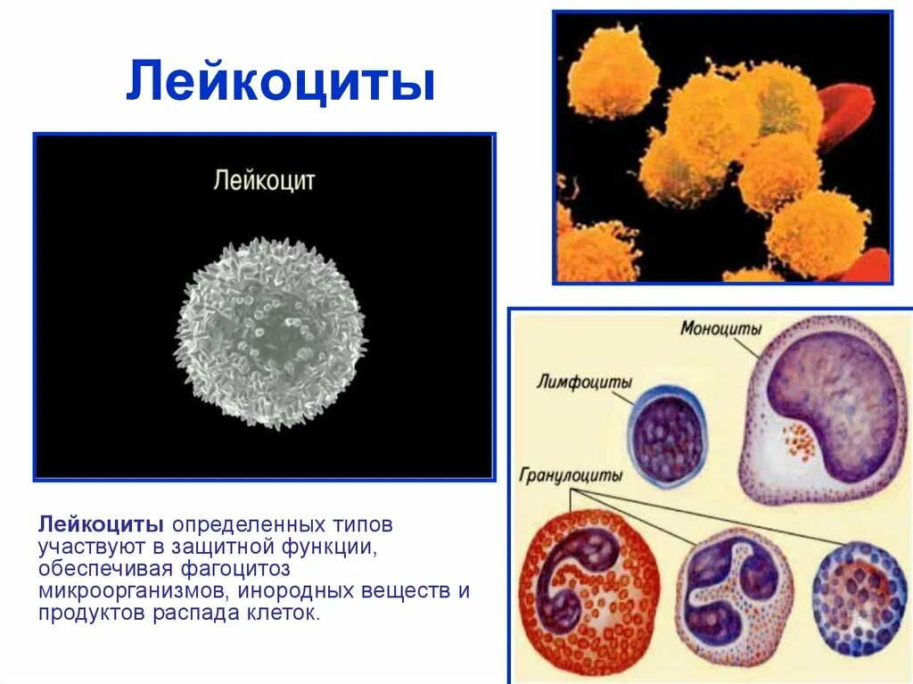 Лейкоцитов и эритроцитов наличие. Лейкоциты анатомия рисунок. лейкоциты анатомия строение. клеточная структура лейкоцитов.