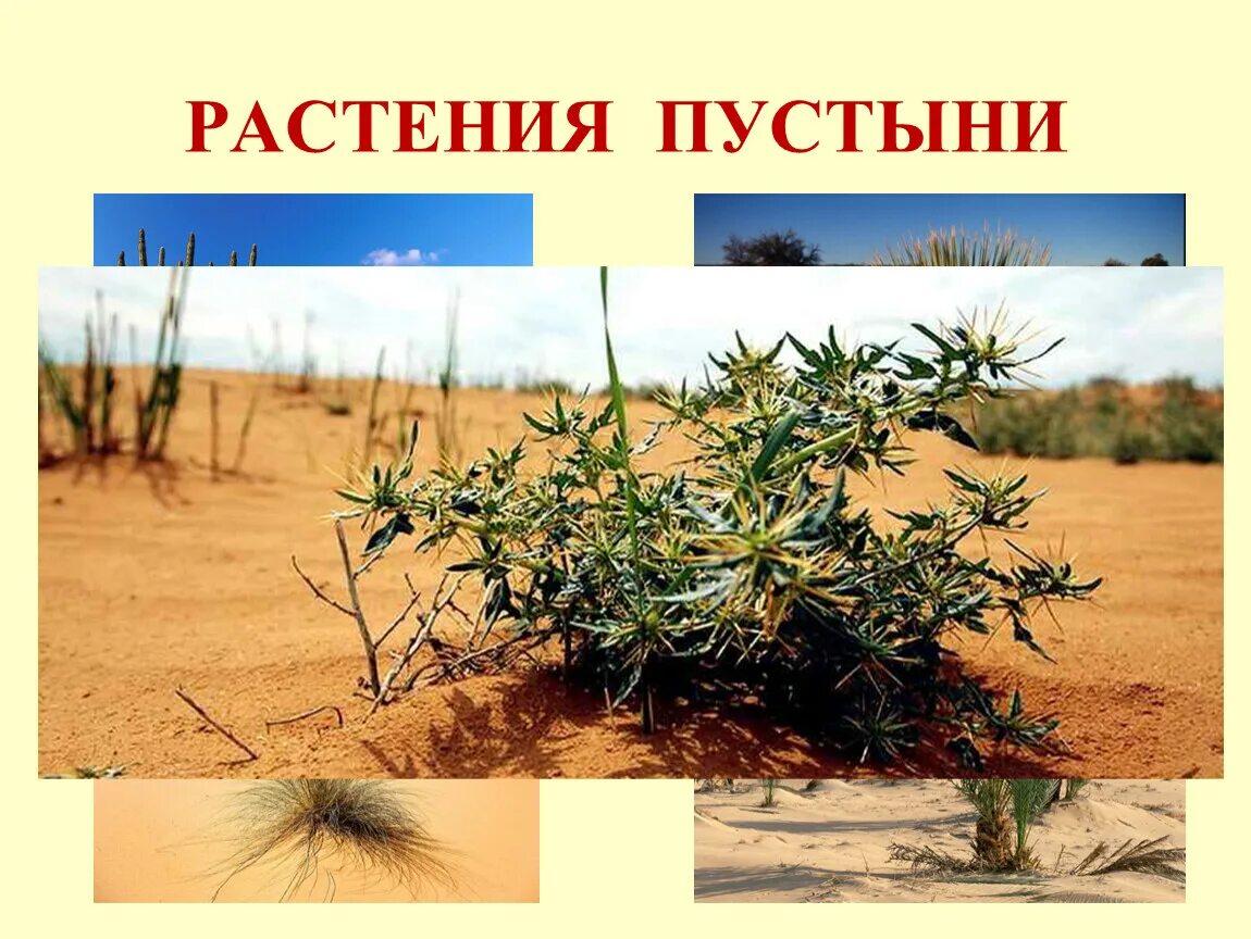 Природная зона пустыня растения. Растения зоны пустынь. Пустынные растения названия. Растения пустыни России. Растения в пустынях России.