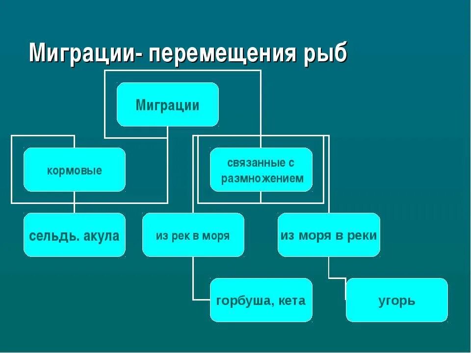 Миграция рыб связанных с размножением. Миграция рыб связанных с размножением. Миграция рыб связанных с размножением. Миграции перемещения рыб. Стая рыб.