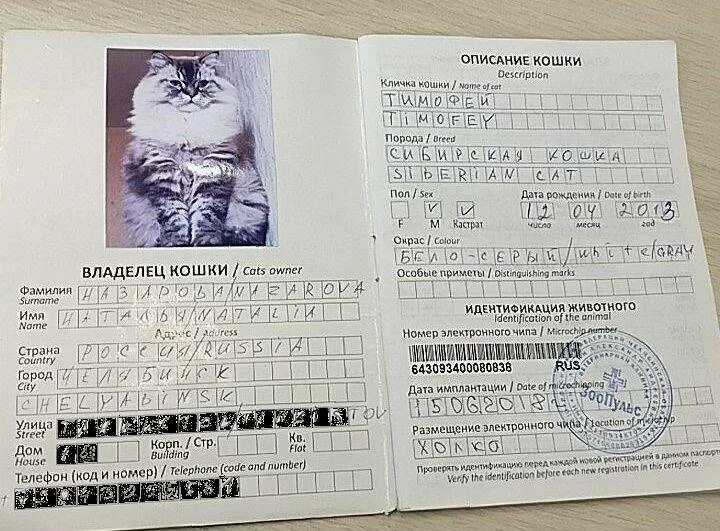 Собаку в самолет какие документы нужны