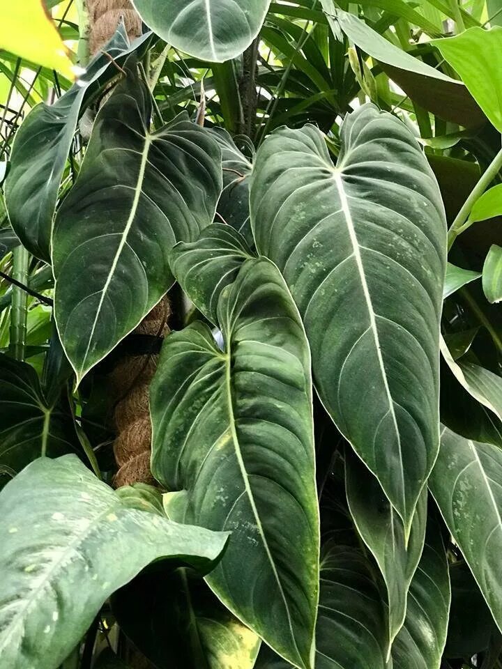 Филодендрон виды и сорта. Philodendron melanochrysum. филодендрон двуперистолистный. филодендрон копьевидный. филодендрон андре.