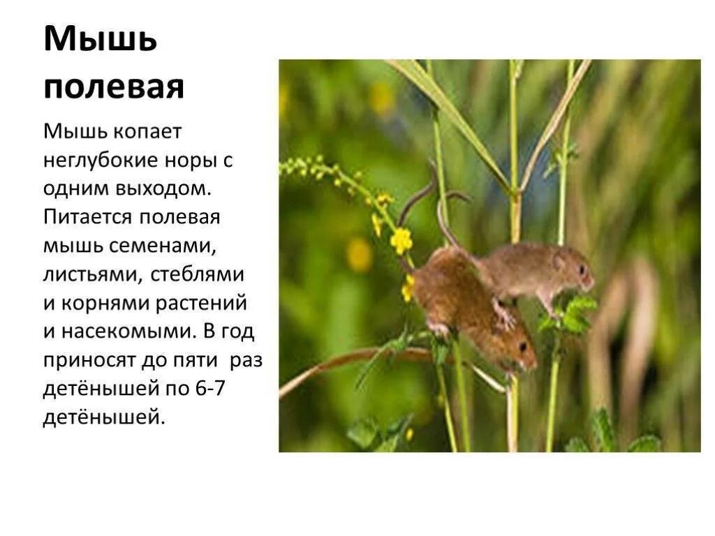 Сообщение про мышь. Доклад мышь полевка 4 класс. мышь полевка обитает. полевая мышь описание. описание полевой мышки.