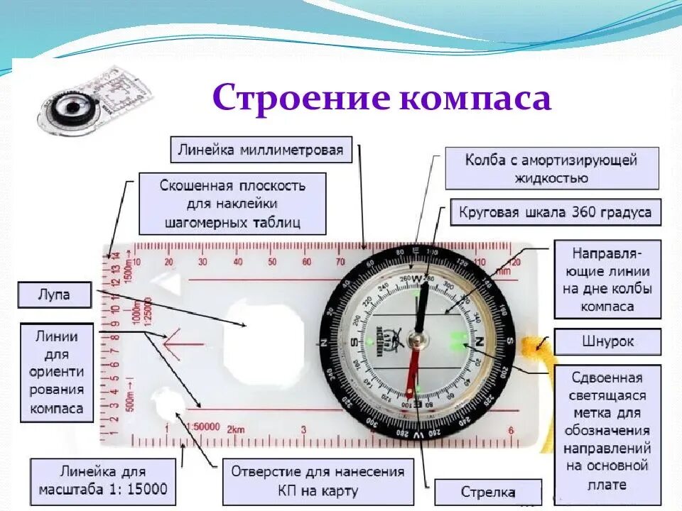 Установите последовательность работы с компасом. Как пользоваться компасом в ориентировании спортивном. строение компаса. составные части компаса. стороны света на компасе.