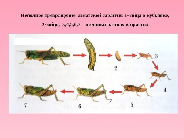 Какой тип развития характерен для кузнечика. Азиатская Саранча полное или неполное превращение. Стадии развития азиатская Саранча. Цикл развития кузнечика схема. Жизненный цикл зеленого кузнечика.