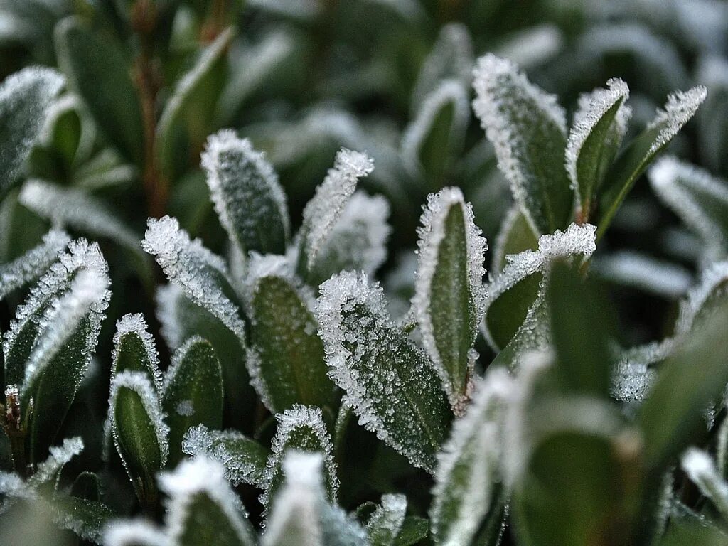 Весенние заморозки. Заморозки растения. Зимние заморозки. Иней на траве.