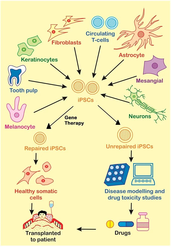 Application cells. Ипск клетки. репрограммирование клеток. induced pluripotent stem cells. pluripotent cell.