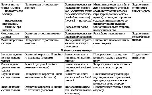 Таблица мышцы человека и их функции. Мышцы спины анатомия таблица. мышцы туловища сзади таблица. глубокие мышцы спины анатомия таблица. мышцы туловища сзади функции таблица.