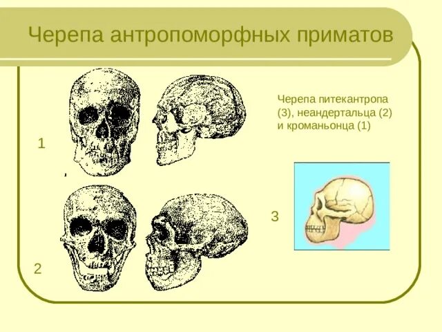 Объем мозга питекантропа. Строение черепа кроманьонца. Неандерталец строение черепа. Питекантроп неандерталец кроманьонец.