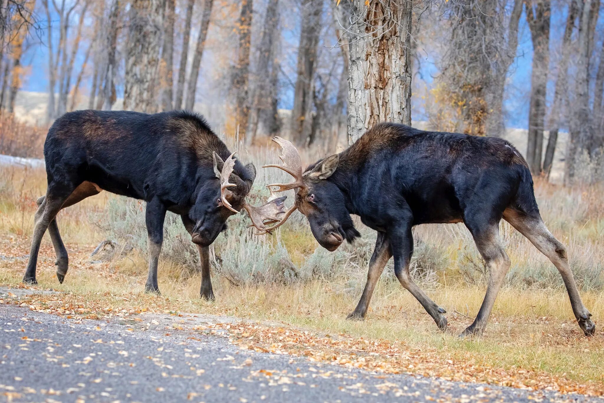 Организация лось. Европейский Лось alces alces. Сохатый Лось. Лось Восточно Сибирский Сохатый. Восточносибирский Лось.