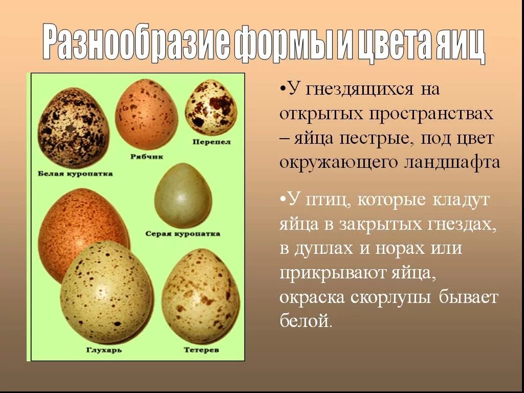 Яйца птиц. Разнообразие формы и цвета яиц. Яйца птиц презентация. Форма яиц птиц. Значение яйца птицы