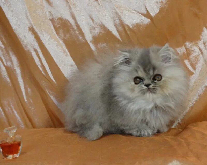 Авито воронеж купить котенка. Перс классический. Персидский кот Классик. Персидская кошка кремовая. Персидский кот кремового цвета.