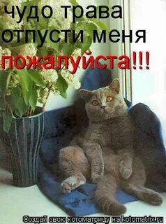 Отпусти трава