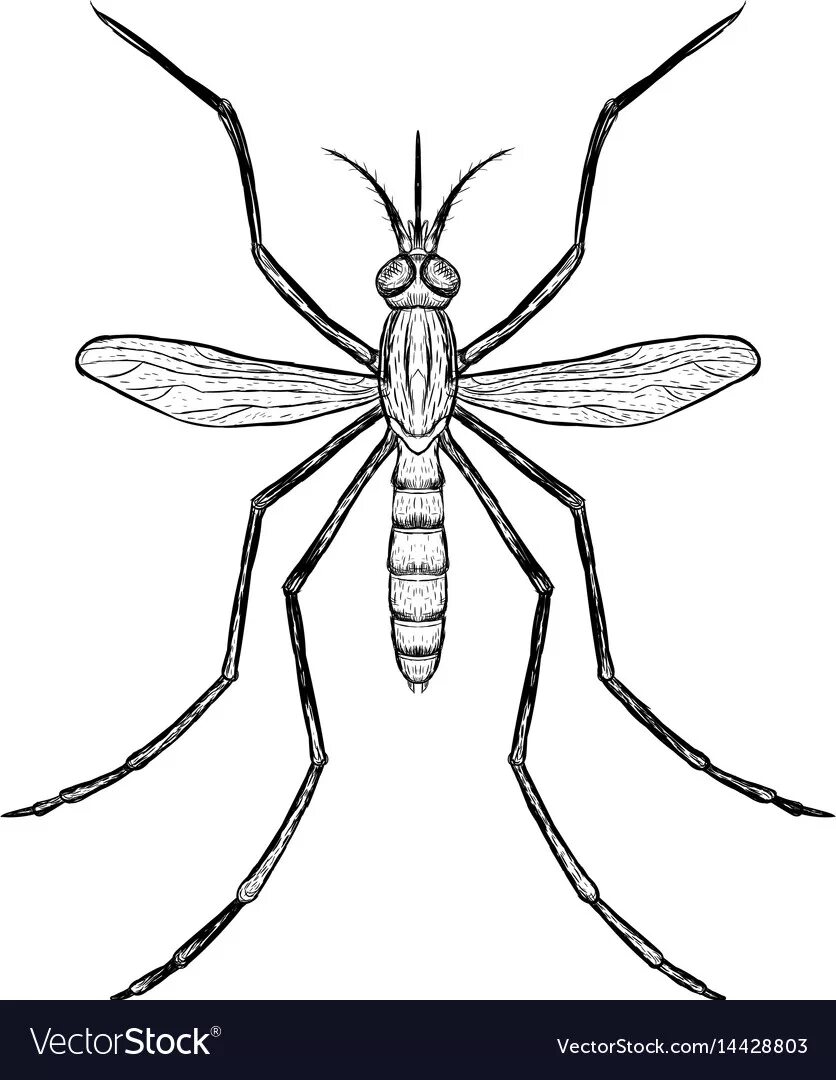 комар картинка для детей раскраска. комар нарисовать легко. комар рисунок поэтапно. как нарисовать комара карандашом поэтапно. комар нарисовать легко.