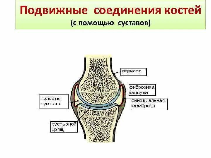 Суставное соединение костей. Соединение костей строение сустава. Подвижное соединение костей строение сустава. Подвижные соединения суставы. Подвижное соединение костей скелета.