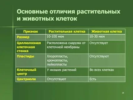 Клетки разных видов растений отличаются