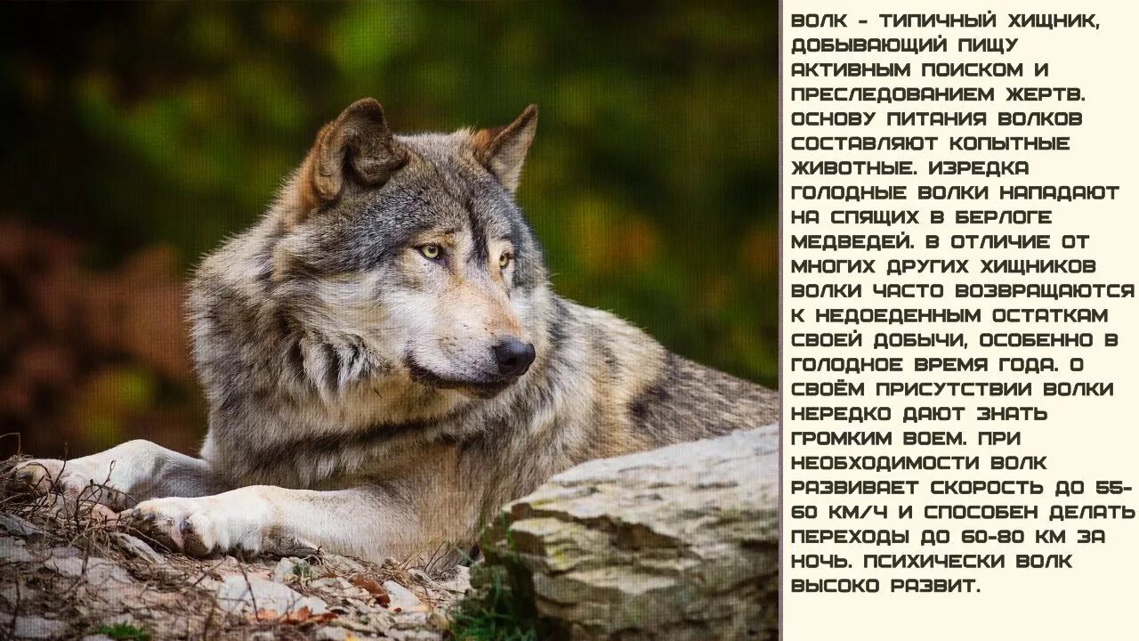 Интересное о волках. Интересные факты о волках. Самое интересное о волке. Волк интересные факты для детей.