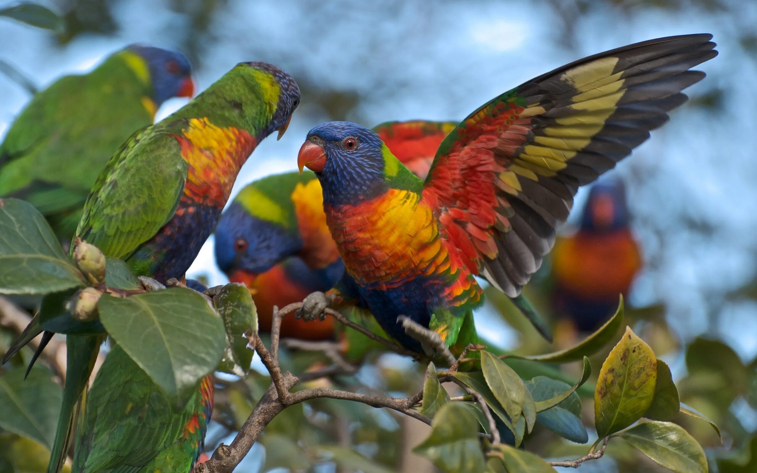 Лорикет попугай. Австралийский лорикет. Многоцветный лорикет попугай. Попугаи лорикеты Австралии. Что такое пестрый